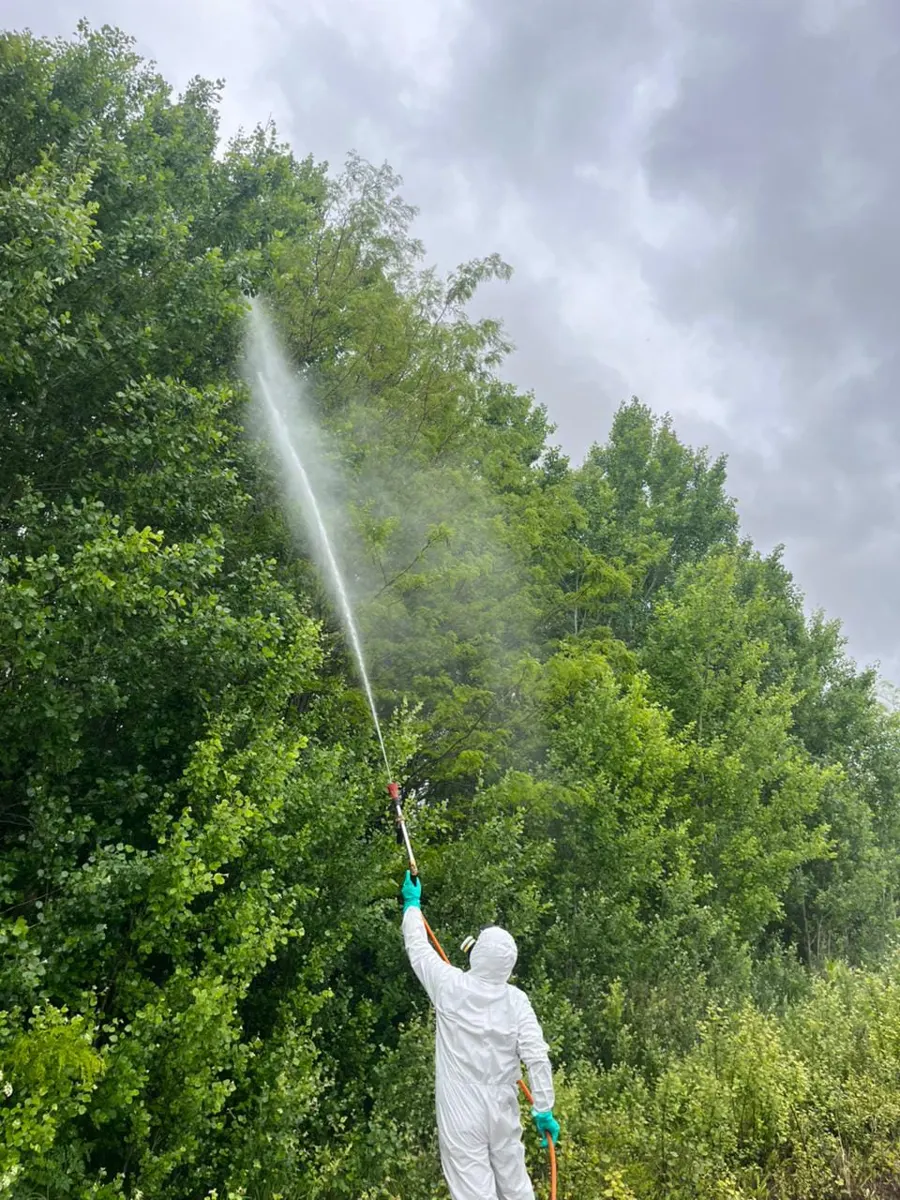Control químico foliar en altura sobre leñosas invasoras
